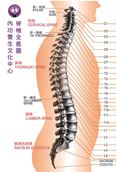 脊椎全息圖